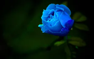 Dark Blue Rose Abstract 1920 X 1200 Wallpaper