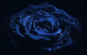Dark Blue Rose Abstract 2048 X 1305 Wallpaper