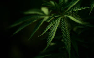 Dark Cannabis Aesthetic Wallpaper