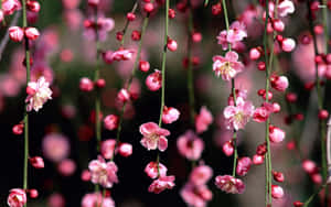 Dark Cherry Blossom Flower Curtain Wallpaper