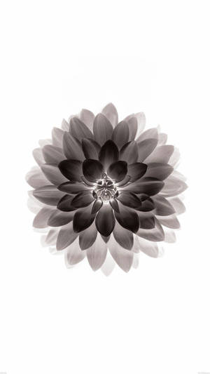 Dark Dahlia Flower Apple Wallpaper