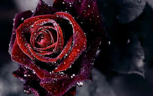Dark Edges Red Roses Laptop Wallpaper