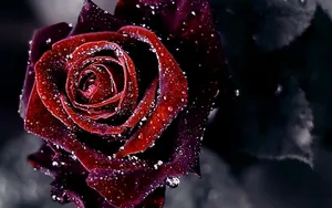 Dark Edges Red Roses Laptop Wallpaper