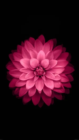 Dark Florali Phone Wallpaper Wallpaper