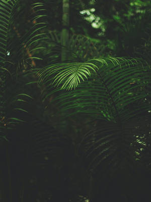 Dark Forest Plant Iphone Wallpaper