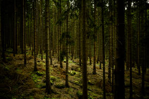 Dark Green Forest Wallpaper