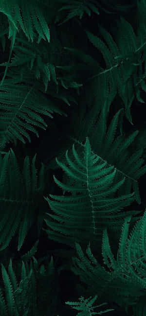 Dark Green Iphone Tropical Fern Leaves Wallpaper