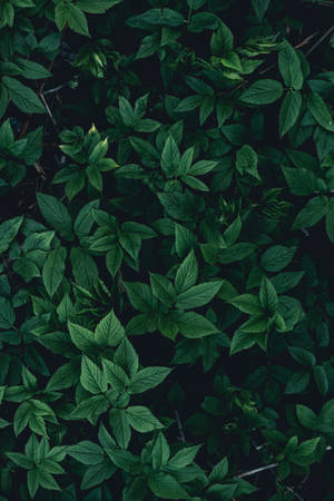 Dark Green Leaves Pattern Wallpaper