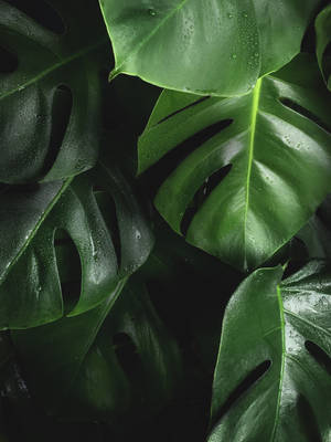 Dark Green Monstera Wallpaper