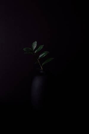Dark Green Plant On Black Vase Wallpaper