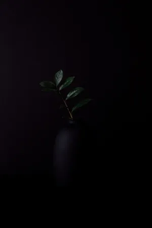 Dark Green Plant On Black Vase Wallpaper