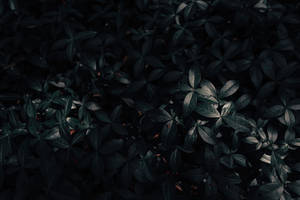 Dark Green Plants Wallpaper