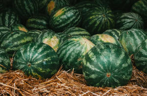 Dark Green Watermelon On Hay Wallpaper