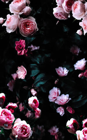 Dark Hd Flowers In A Bush Wallpaper