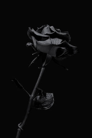 Dark Iphone Black Rose Wallpaper