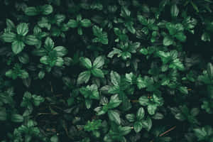 Dark Olive Greenaesthetic Desktop Leaves Wallpaper