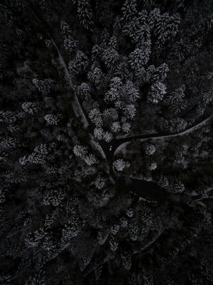 Dark Phone Forest Top View Wallpaper