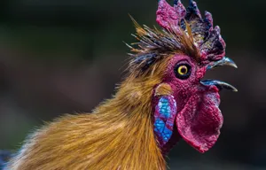 Dark Pink Comb Hen Wallpaper