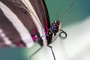 Dark Pink Purple Beautiful Butterfly Wallpaper