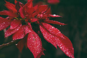 Dark Poinsettia Dew Wallpaper