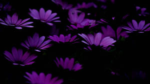 Dark Purple Flower Petal Collage Aesthetic Wallpaper