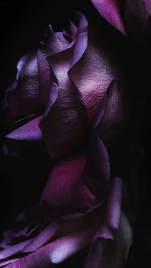 Dark Purple Rose Iphone Wallpaper