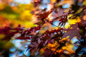 Dark Red Maple Fall Desktop Wallpaper