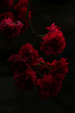 Dark Red Rose Aesthetic Black Wallpaper
