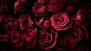 Dark Red Roses Background Full 4k Wallpaper