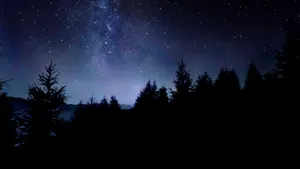 Dark Starry Night Sky Over Forest Wallpaper