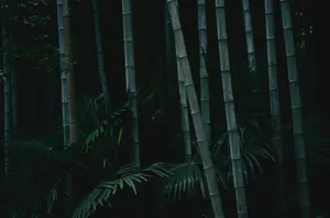 Dark Tall Bamboo 4k Nature Wallpaper
