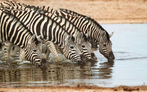 Dazzle Of Zebras Drinking Water Wallpaper