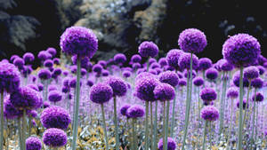 Dazzling Dandelion-like Purple Flower In Full Bloom Wallpaper