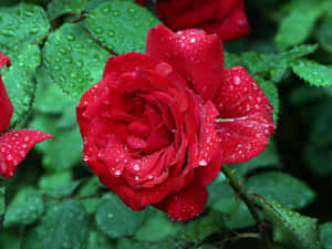 Dazzling Red Roses Laptop Backdrop Wallpaper