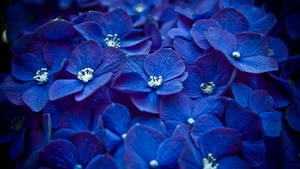 Deep Blue Hydrangea Close Up Wallpaper