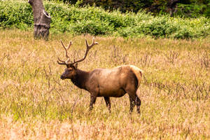 Deer Hunting Deer Long Antlers Wallpaper