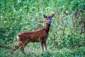 Deer Hunting In The Forest Wallpaper