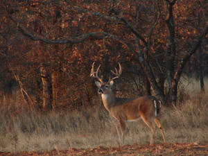 Deer Hunting White Tail Buck Wallpaper