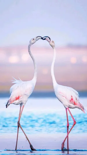 Delicate Beauty Of A Pink Flamingo In Nature. Wallpaper