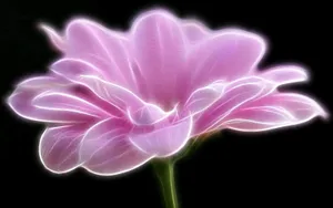 Delicate Black And Pink Floral Arrangement Wallpaper