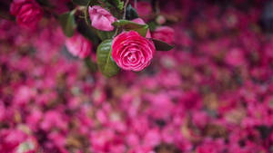 Delicate Blooms Of Camellia Sasanqua Wallpaper