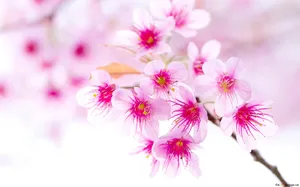 Delicate Pink Cherry Blossom Tree Among Blue Skies Wallpaper