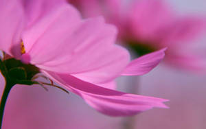 Delicate Pink Flower Wallpaper