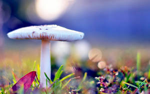 Delicious Mushroom Ready For Harvest Wallpaper