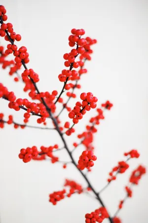 Delicious Red Fruits Wallpaper