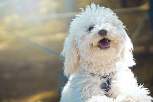 Delightful White Havapoo Poodle Breed Wallpaper