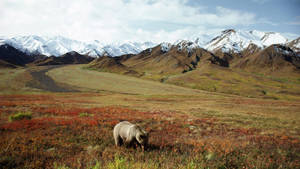 Denali With Bear Wallpaper