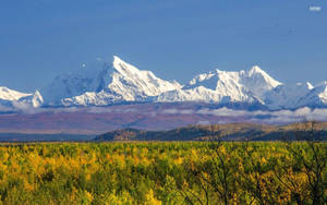 Denali Yellow And Green Trees Wallpaper