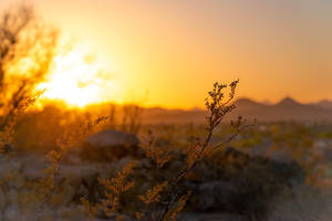 Desert Nature Blur Background Wallpaper