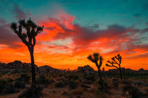 Desert Park At Dusk Wallpaper